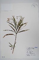 登錄號:S043107藏品圖，第1張