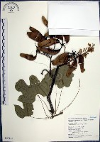 梧桐藏品圖，第1張