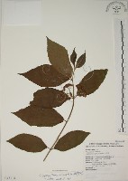 朝鮮紫珠、蘭嶼女兒茶藏品圖，第1張