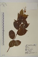 雷公藤藏品圖，第1張