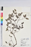 密花五月茶藏品圖，第1張