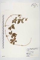 番仔藤藏品圖，第1張