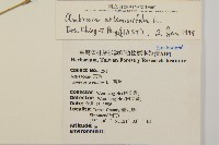 豬草、瘤果菊藏品圖，第2張