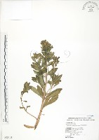 茅毛珍珠菜藏品圖，第1張