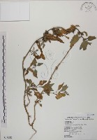 番杏藏品圖，第1張