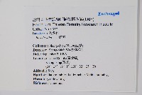 落葵藏品圖，第2張