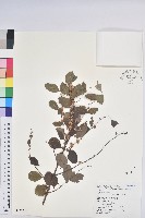 密花白飯樹藏品圖，第1張