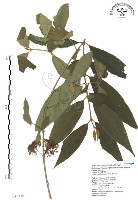 杜虹花，台灣紫珠藏品圖，第1張