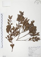 小葉赤楠藏品圖，第1張