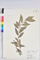 密花五月茶藏品圖，第1張