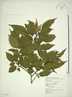 中原氏鼠李藏品圖，第1張