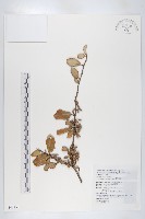 臺灣胡頹子藏品圖，第1張