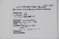 圓葉冬青藏品圖，第2張
