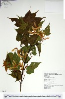 尖葉槭藏品圖，第1張