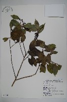 臺灣糊樗藏品圖，第1張