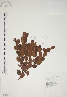 南嶺蕘花藏品圖，第1張