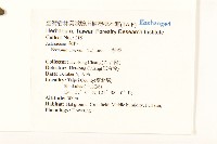 一枝香藏品圖，第2張