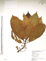 水冬瓜藏品圖，第1張