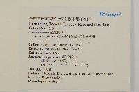 草珊瑚、紅果金粟蘭藏品圖，第2張