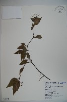 狹葉莢迷藏品圖，第1張