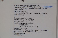 狹葉莢迷藏品圖，第2張