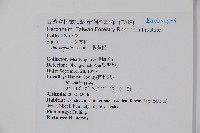 假黃楊藏品圖，第2張