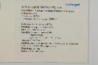 厚葉衛矛, 源一木藏品圖，第2張