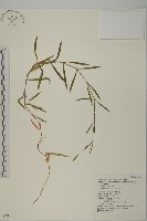 玉山石竹藏品圖，第1張