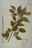 佩羅特木藏品圖，第1張