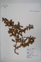 臺灣小蘗藏品圖，第1張