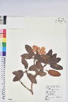 南湖杜鵑藏品圖，第1張