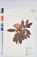 森氏杜鵑、森氏滿江紅藏品圖，第1張