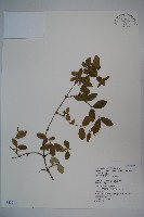 追分忍冬藏品圖，第1張