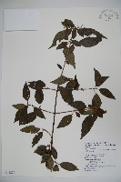 狹葉莢迷藏品圖，第1張