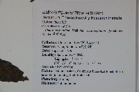 狹葉莢迷藏品圖，第2張