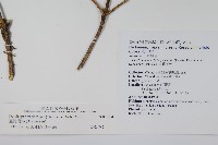 臺灣樹參藏品圖，第2張