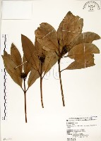 大葉楠藏品圖，第1張