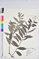 裡白饅頭果藏品圖，第1張