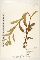 翼莖闊苞菊藏品圖，第1張