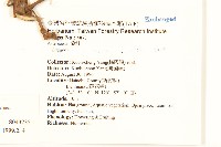 翼莖闊苞菊藏品圖，第2張