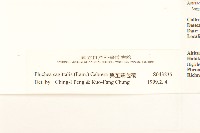 翼莖闊苞菊藏品圖，第3張