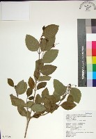 苦林盤藏品圖，第1張