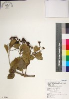 苦林盤藏品圖，第1張