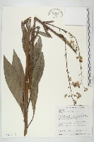 細葉水丁香藏品圖，第1張