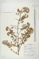 細葉水丁香藏品圖，第2張