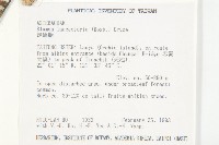 細葉水丁香藏品圖，第3張