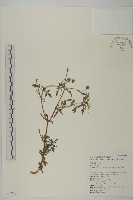 鬼針舅藏品圖，第1張