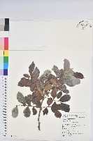 細葉饅頭果藏品圖，第1張