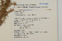 茵蔯蒿藏品圖，第2張