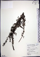 鐵掃帚、千里光藏品圖，第1張